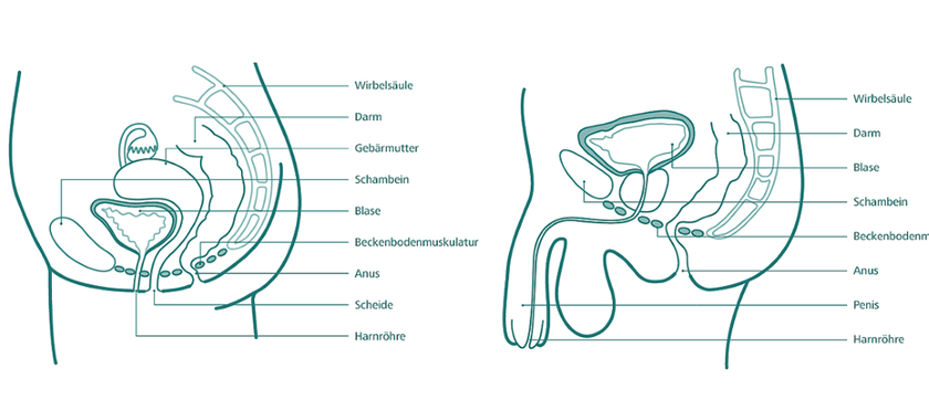Illustration Anatomie des männlichen und weiblichen Beckens